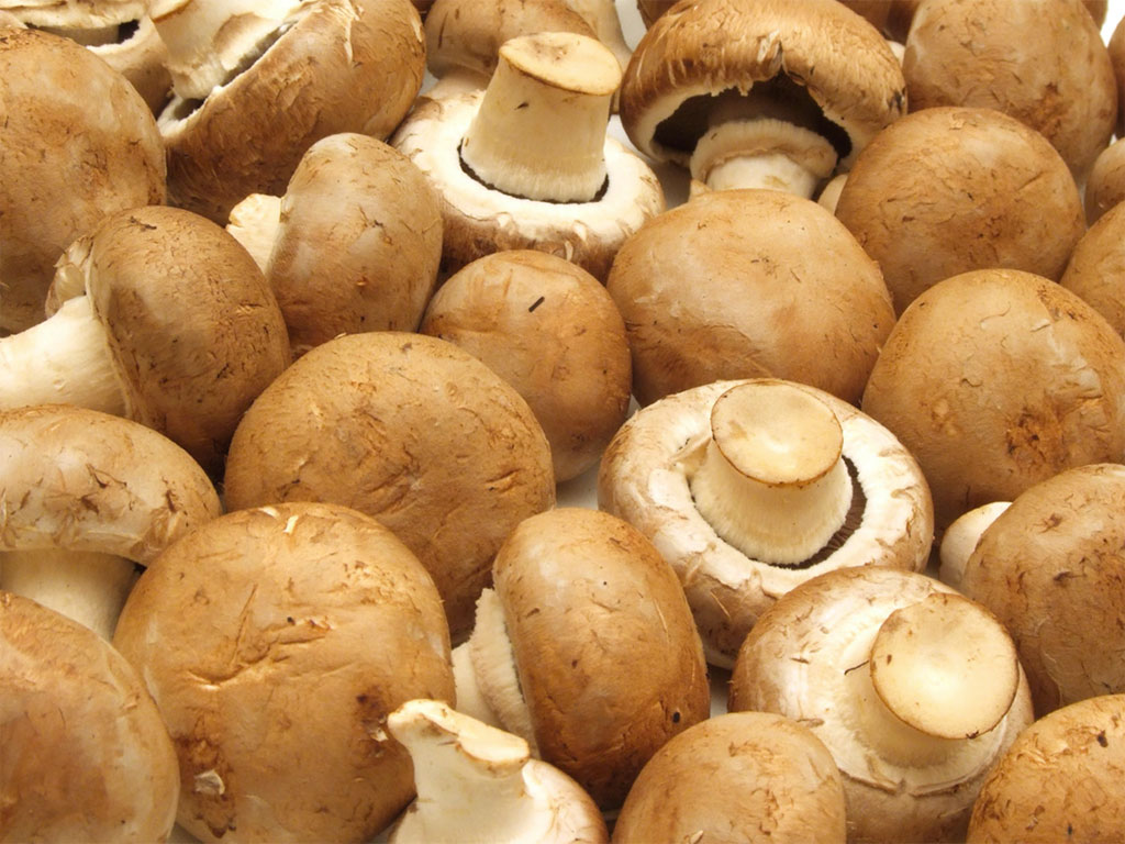 Teste di funghi champignon