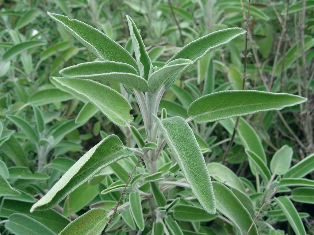Salvia essiccata