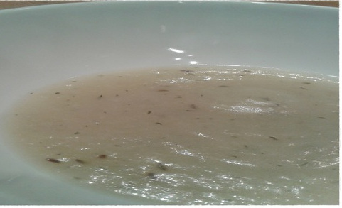 Zuppa con sedano rapa e finocchi